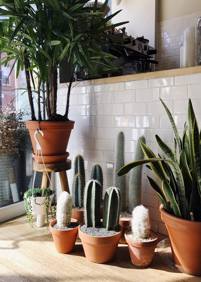 The 10 Best Winter House Plants Hunting for