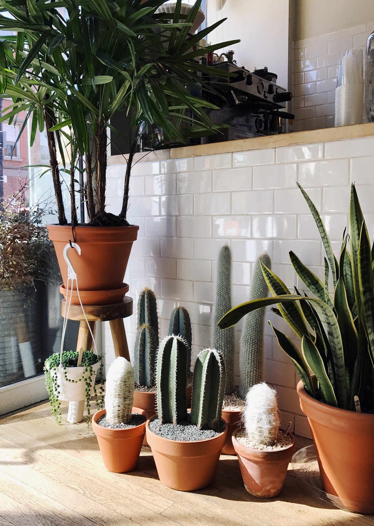 The 10 Best Winter House Plants Hunting for George