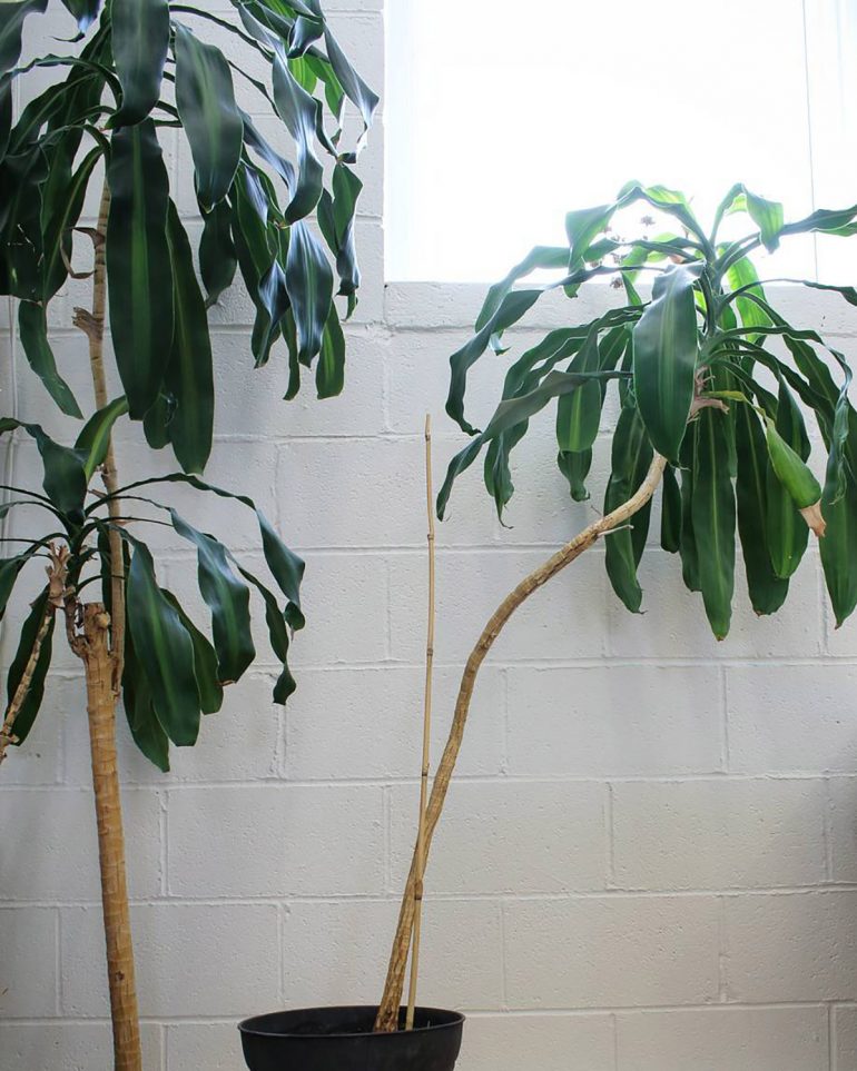 The 10 Best Winter House Plants Hunting for