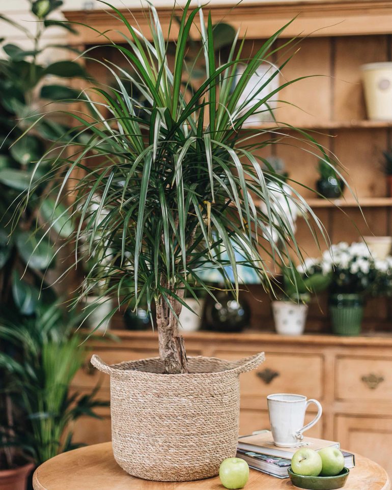 The 10 Best Winter House Plants Hunting for