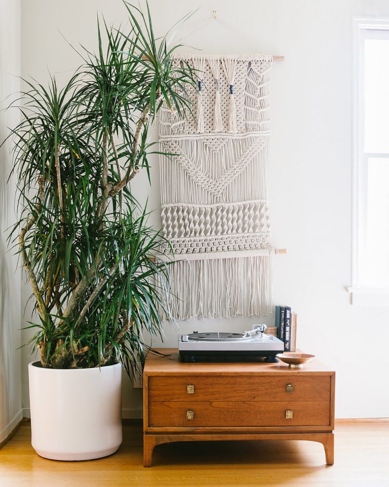 The 10 Best Winter House Plants Hunting for