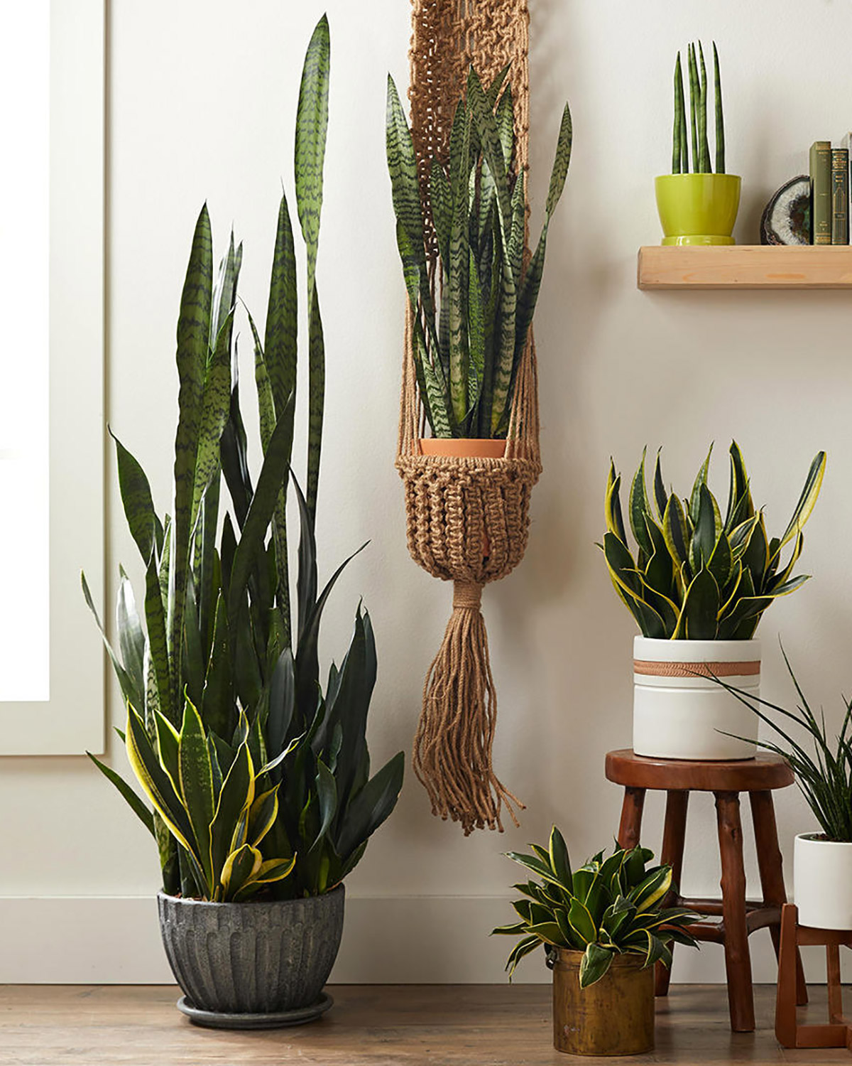 10 Easy House Plants That Thrive in the Winter