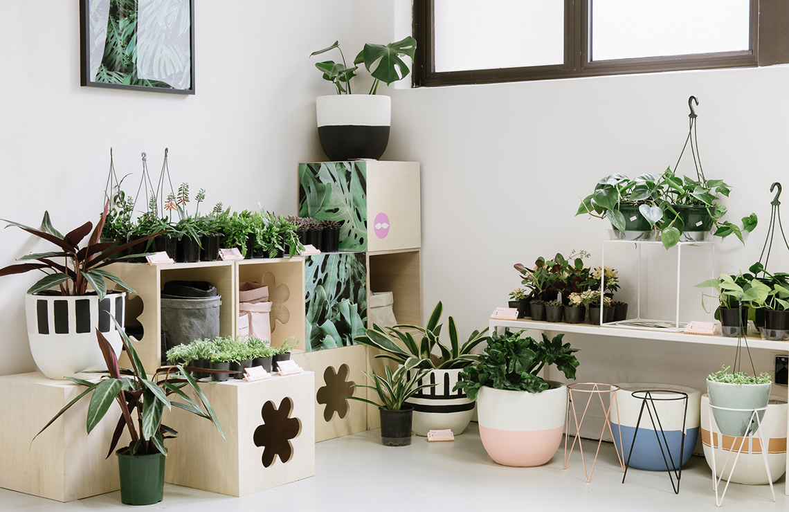 The Indoor  Plant  Scoop Plus Our Faves of the Moment 