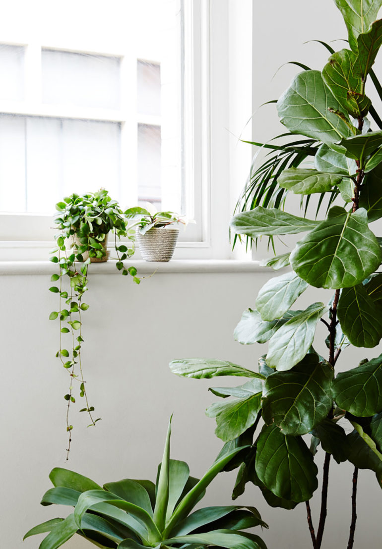 Top 5 Reasons Your Indoor Plants Die During Winter Hunting for