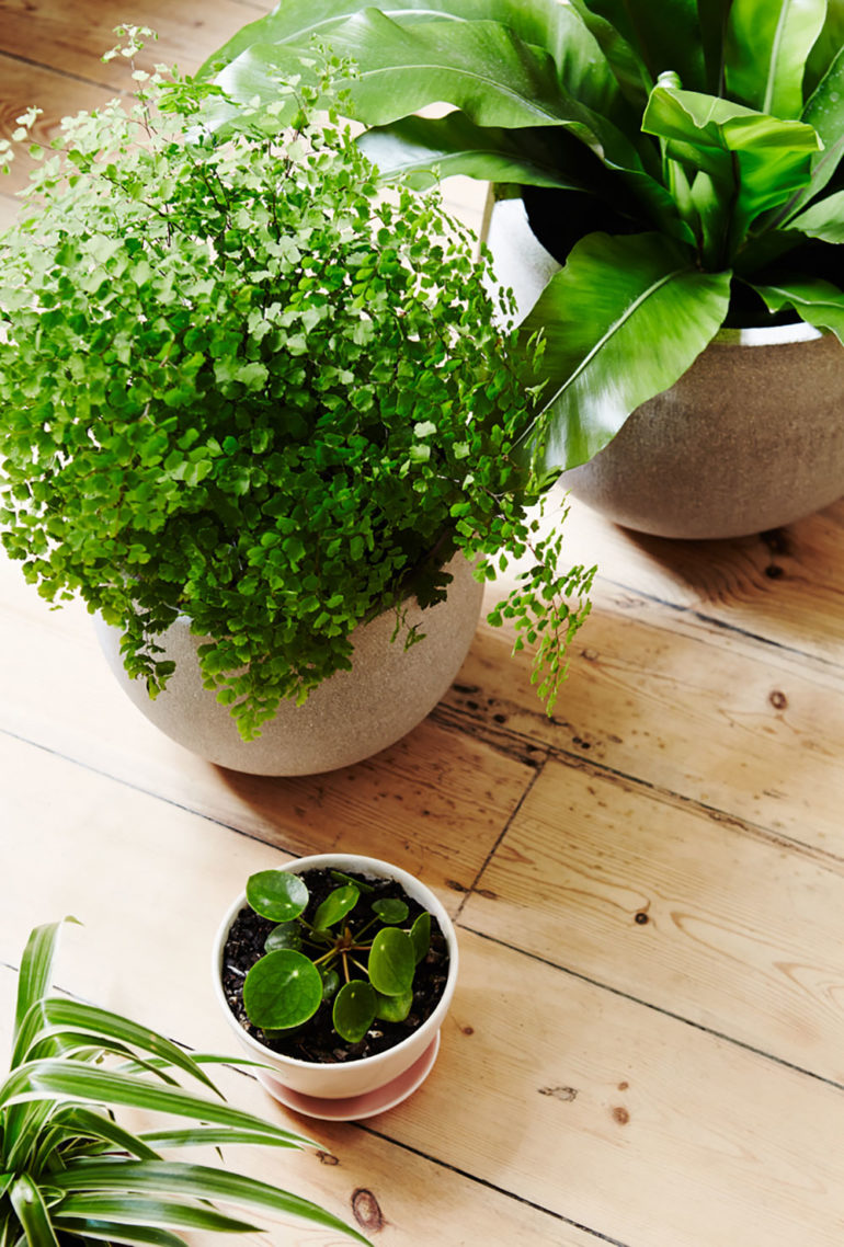 Top 5 Reasons Your Indoor Plants Die During Winter Hunting for