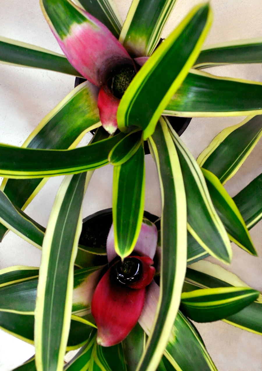 Mr-Fancy-Plants-Neoregelia-carolinae-Meyendorfii-Bromeliad-aka-Tropical-Paradise