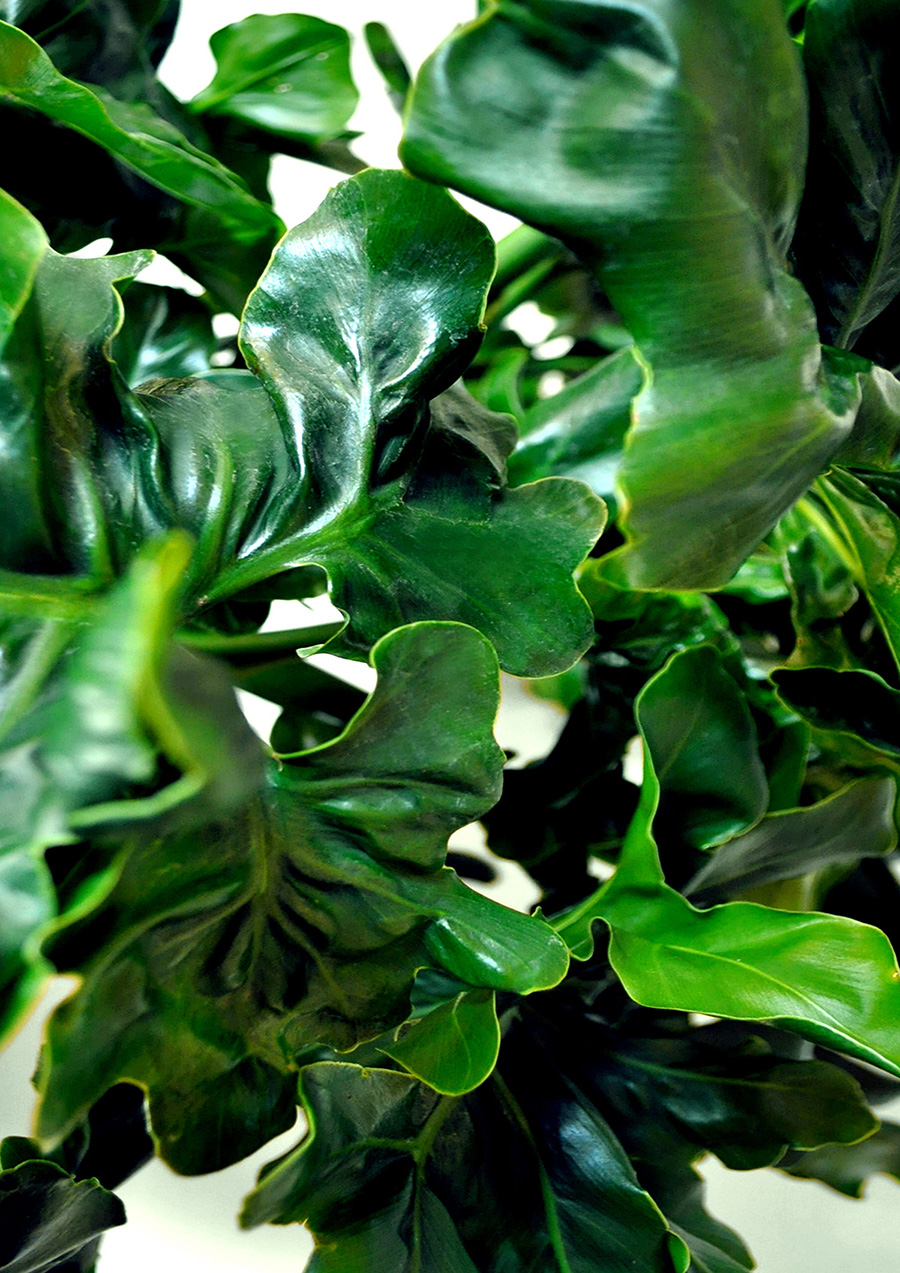 Mr-Fancy-Plants-Philodendron-selloum-Super-Atom-aka-Cabbage-Patch
