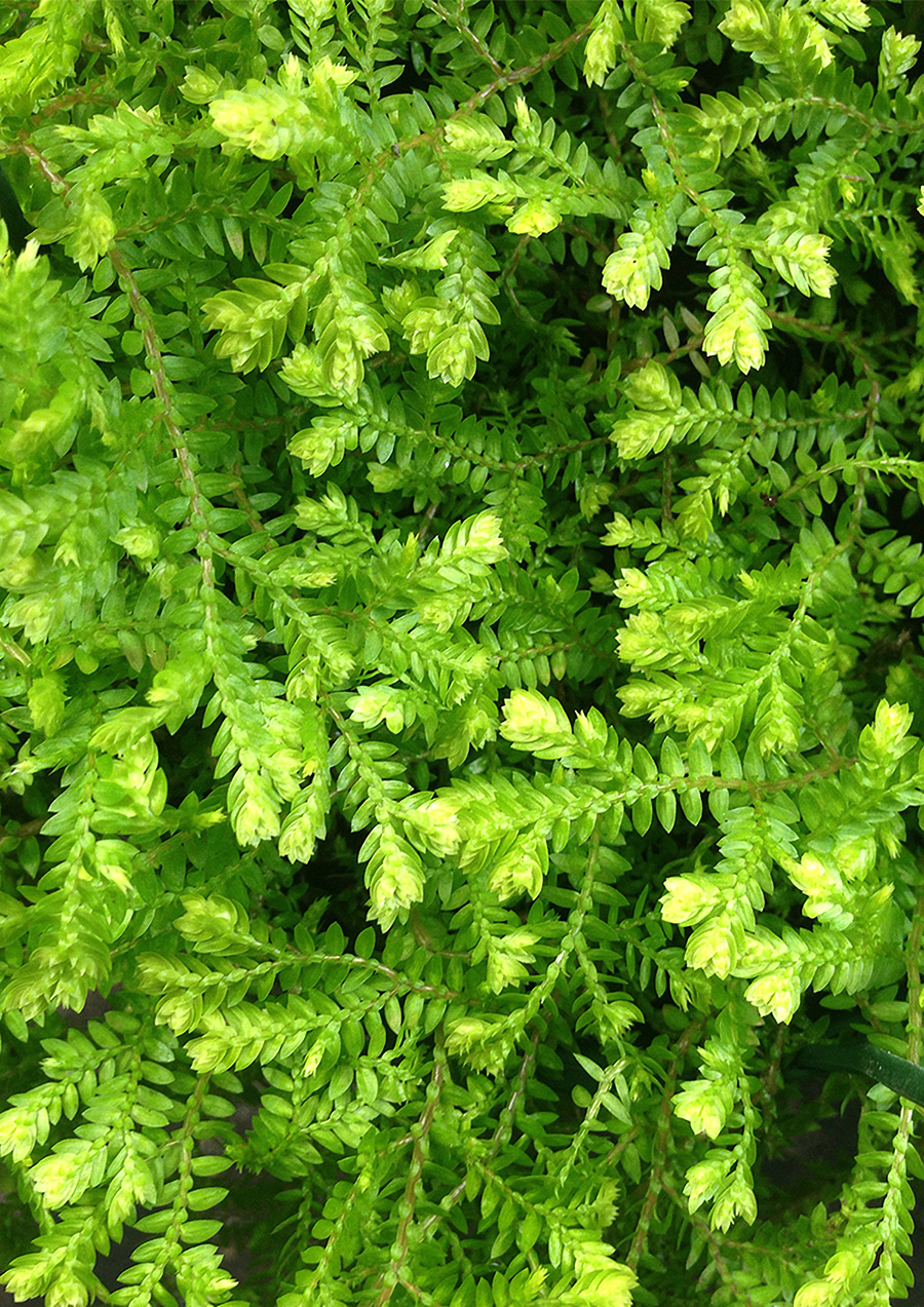 Mr-Fancy-Plants-Selaginella-cvs-Golden-Spike-Moss-aka-SpongyI