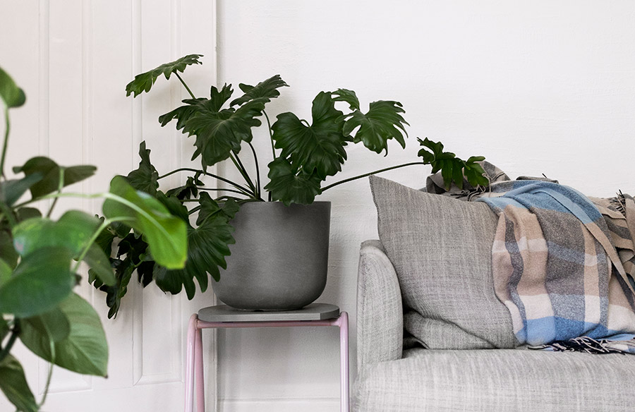 The 10 Best Winter House Plants Hunting For George