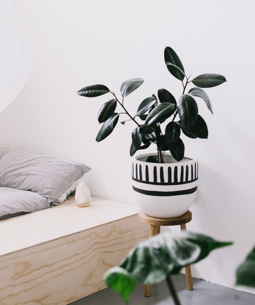 pop-scott-pot-mali-close